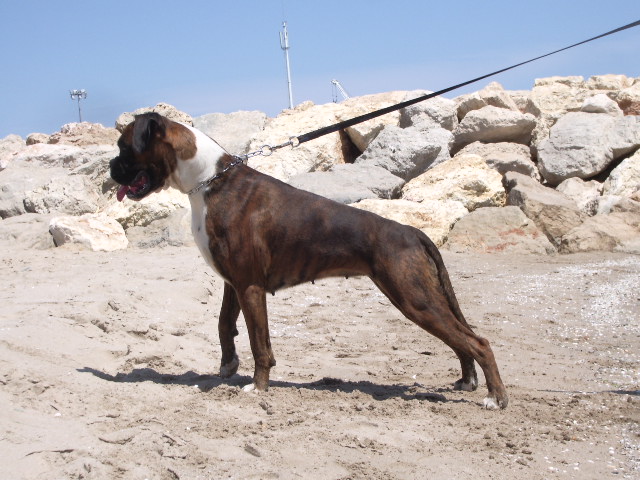 Blue pearl des vents de mer