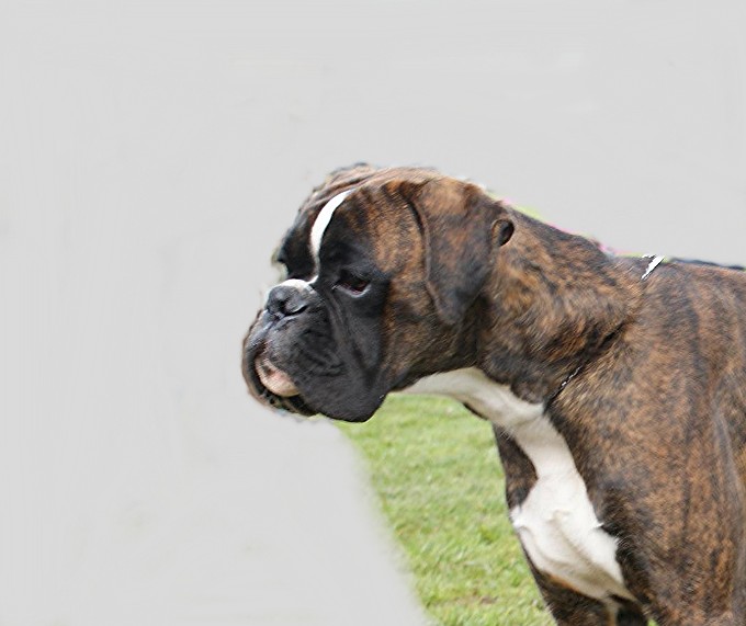 Darwin des vents de mer