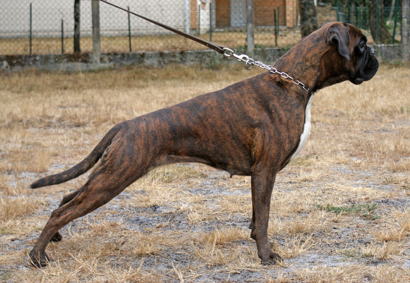 Fellowing of pearl des vents de mer