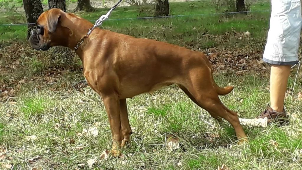 Praline des vents de mer