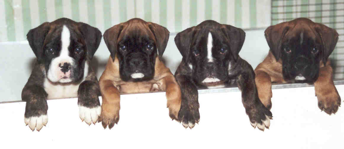 LES VENTS DE MER VOUS SOUHAITENT DE TRES BONNES FETES !!