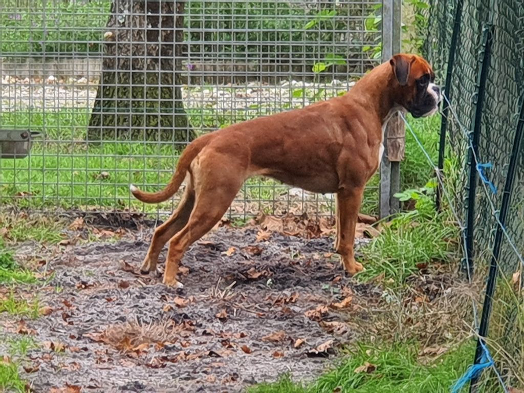 JCH. UNA PEARL DES VENTS DE MER GESTANTE