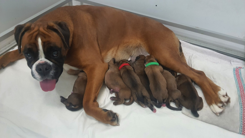 UNA PEARL A NOUVEAU MAMAN