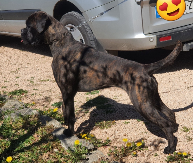 SAILLIE FAITE PENDANT LA NATIONALE BOXER A CERILLY POUR VICTORY TILLY FELLS.....