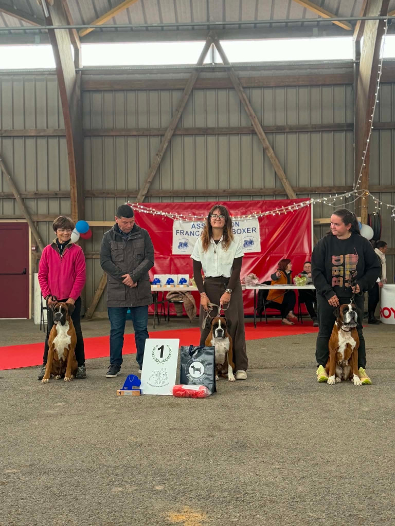 NATIONALE BOXER A CERILLY - MEILLEUR LOT D ELEVAGE DES VENTS DE MER