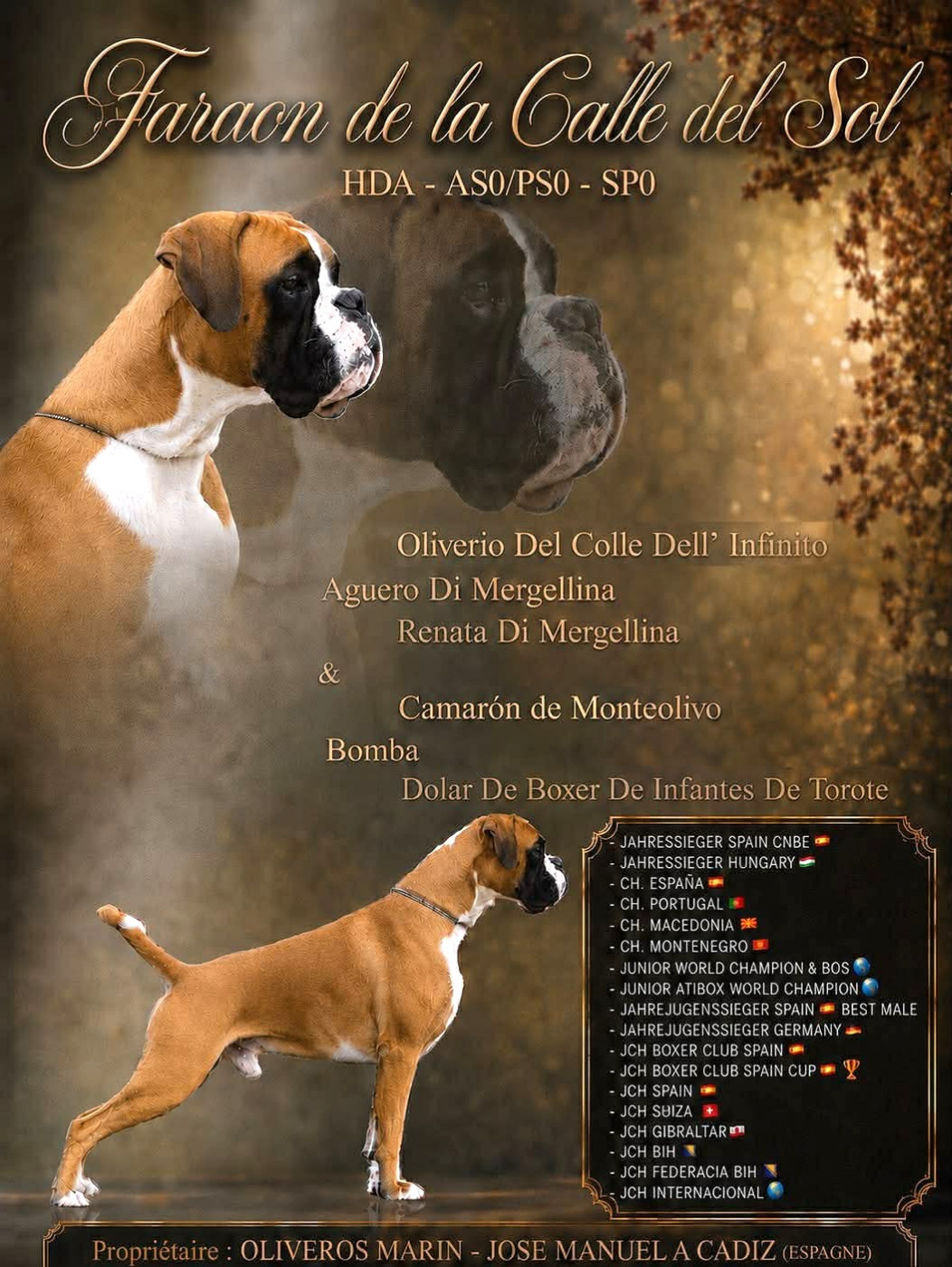 GESTATION CONFIRMEE pour Victory TILLY FELLS le 11 JUIN MARIAGE AVEC LE TRES BEAU MALE FARAON !!