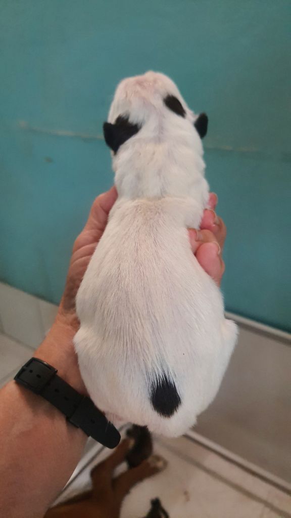 des vents de mer - Chiots disponibles - Boxer
