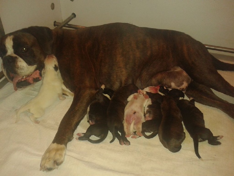 Chiot Boxer des vents de mer