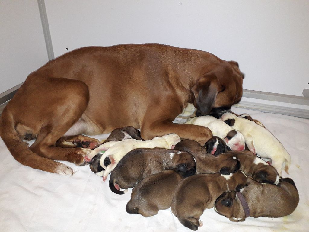 Chiot Boxer des vents de mer