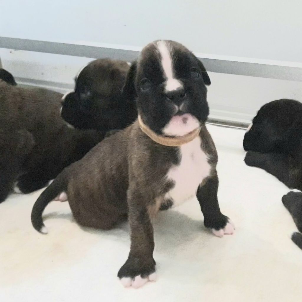 des vents de mer - Chiots disponibles - Boxer