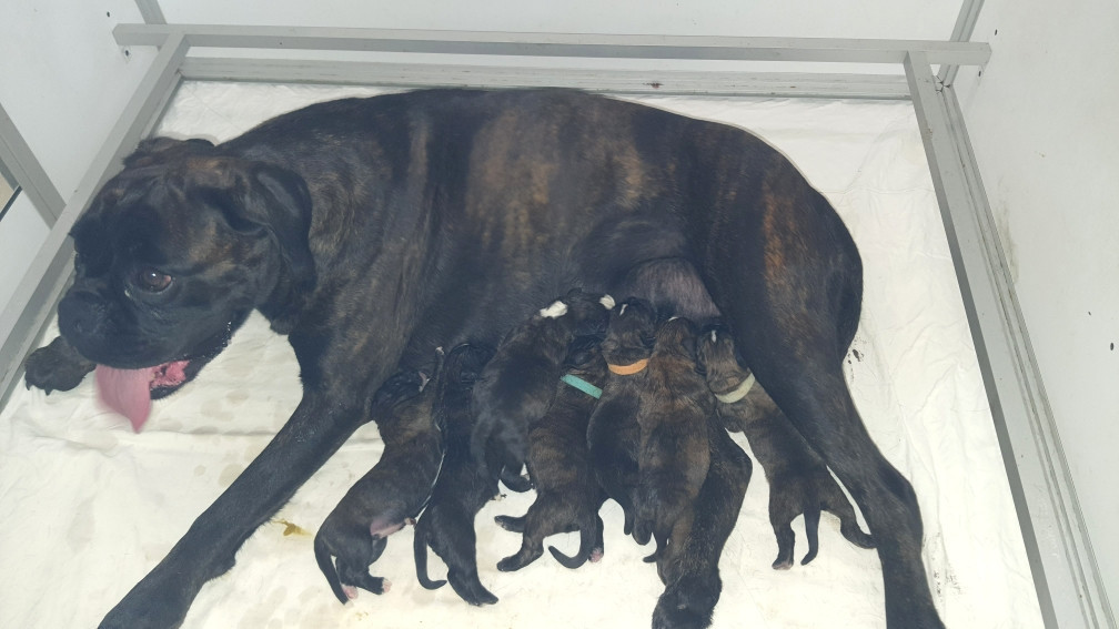 des vents de mer - Chiots disponibles - Boxer