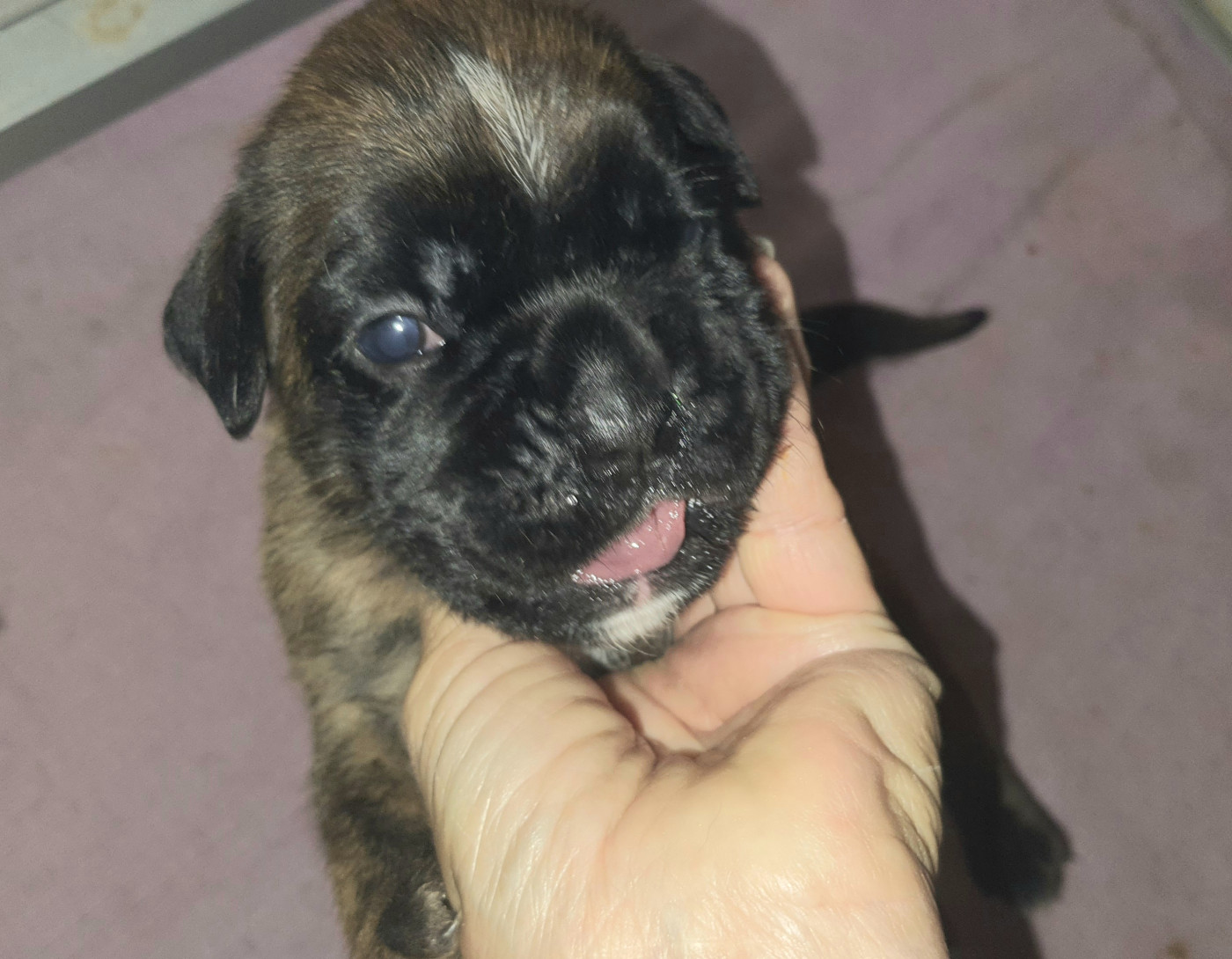 des vents de mer - Chiots disponibles - Boxer