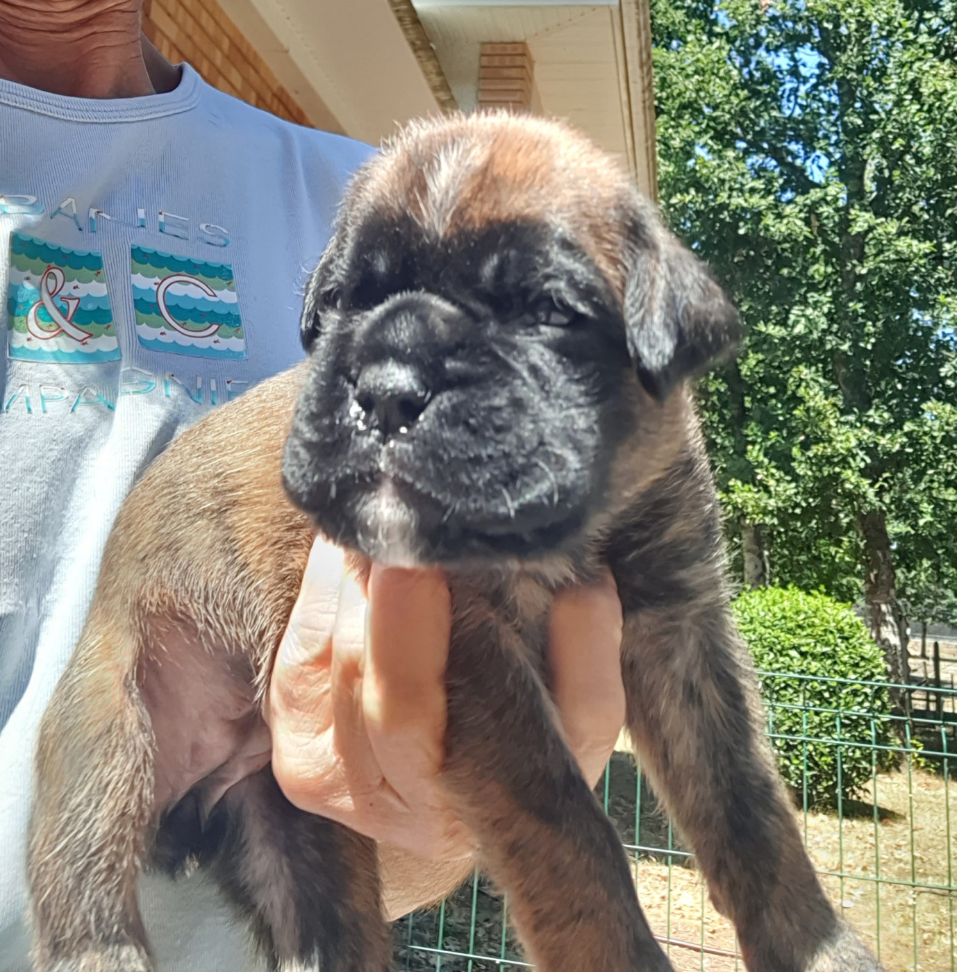 des vents de mer - Chiots disponibles - Boxer