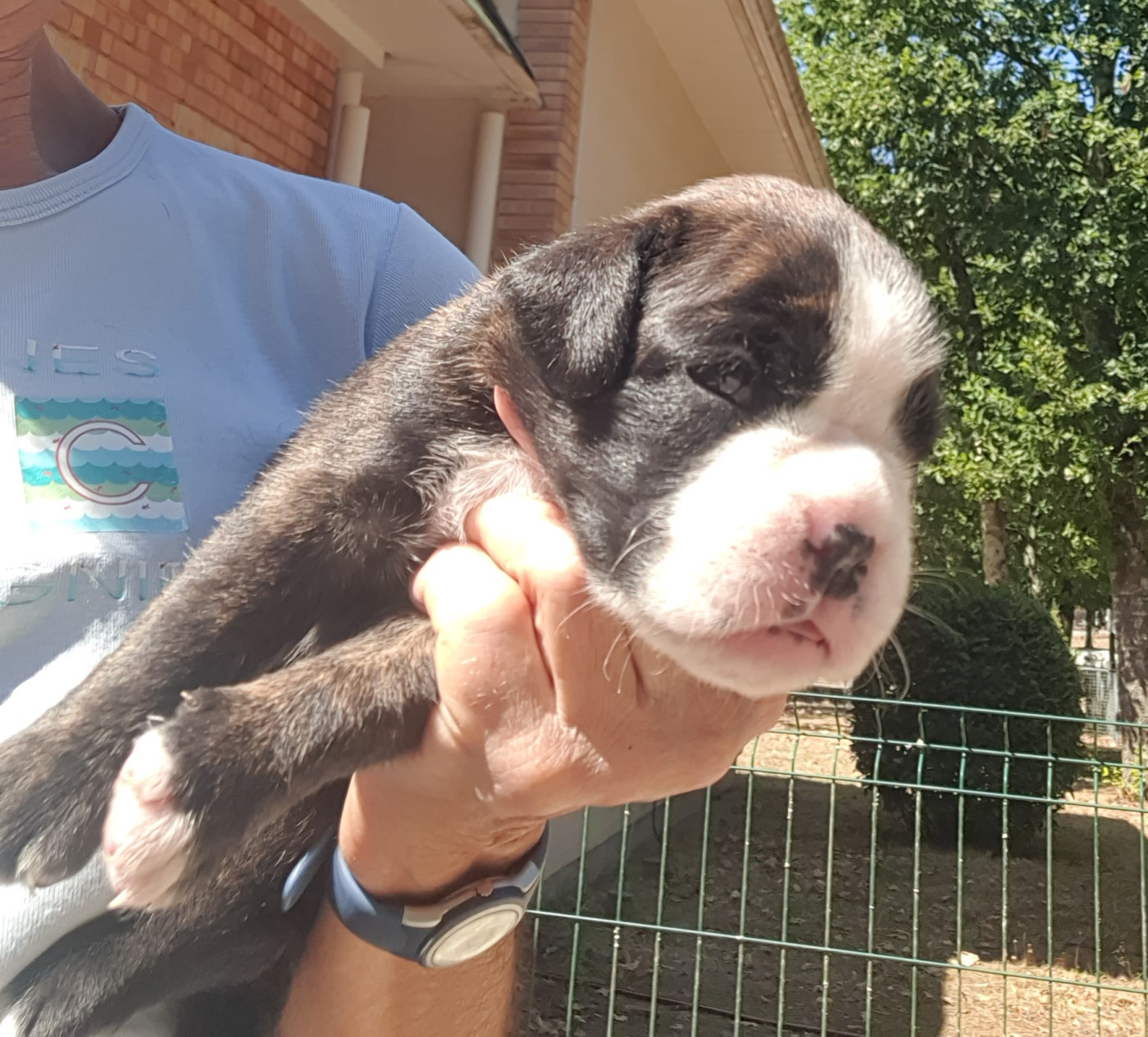 des vents de mer - Chiots disponibles - Boxer