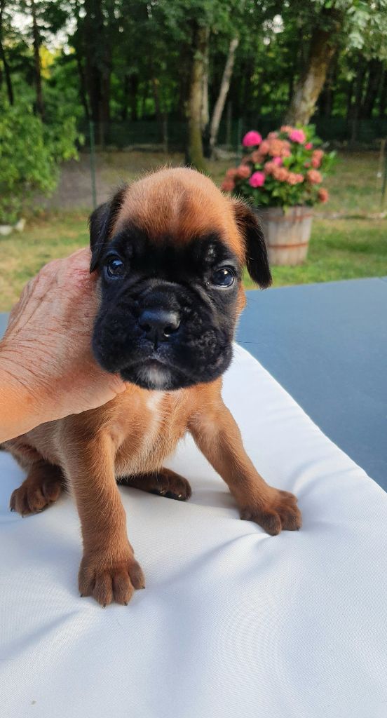 des vents de mer - Chiots disponibles - Boxer