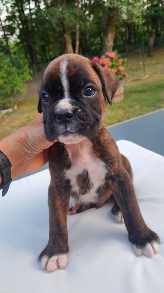 des vents de mer - Chiots disponibles - Boxer