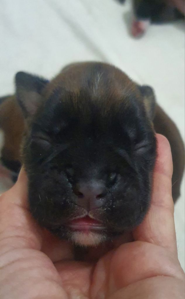 des vents de mer - Chiots disponibles - Boxer