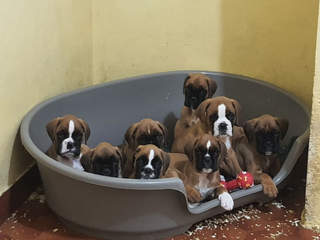 Chiot Boxer des vents de mer