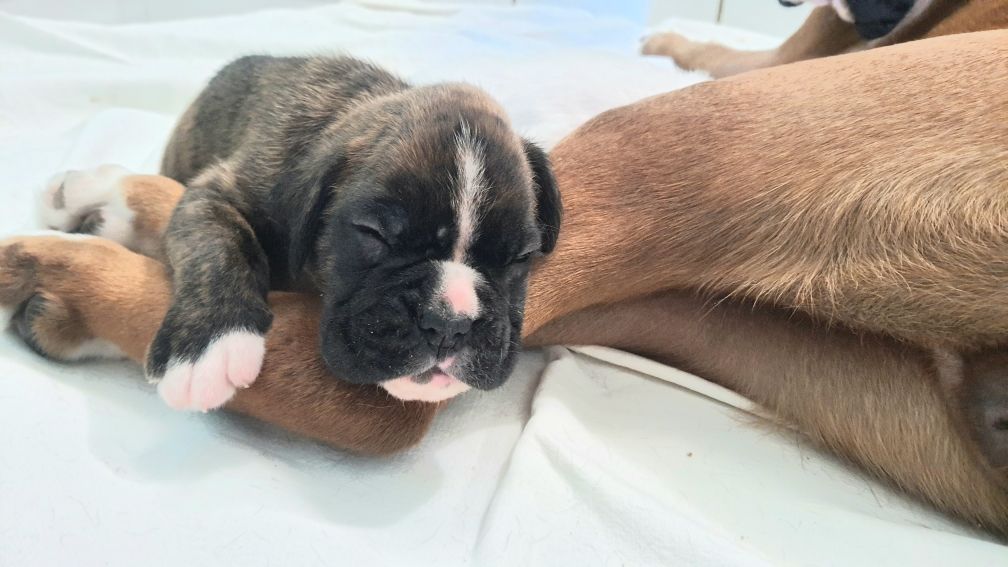 des vents de mer - Chiots disponibles - Boxer