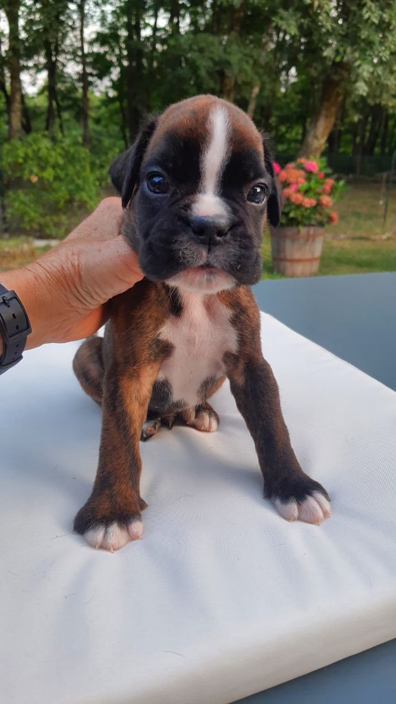 des vents de mer - Chiots disponibles - Boxer