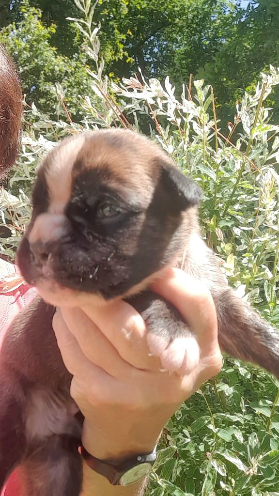 des vents de mer - Chiots disponibles - Boxer