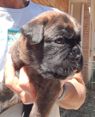 CHIOT 6