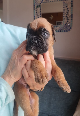 TAZ