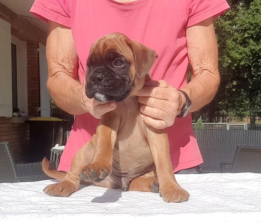 des vents de mer - Chiots disponibles - Boxer