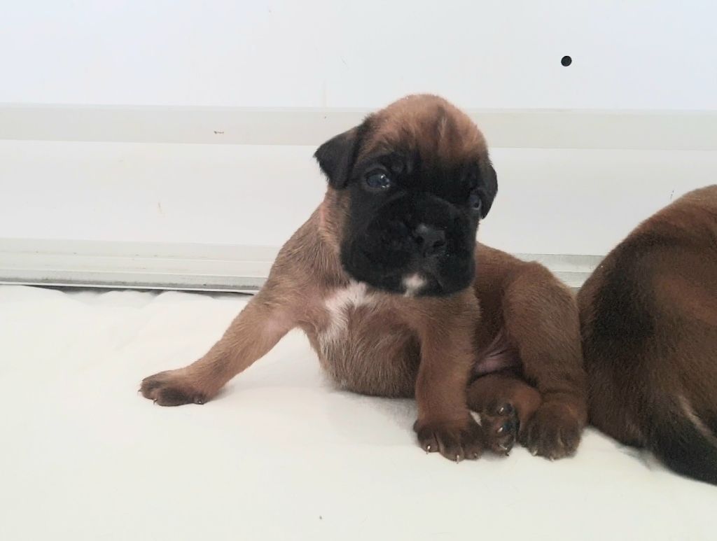 des vents de mer - Chiots disponibles - Boxer