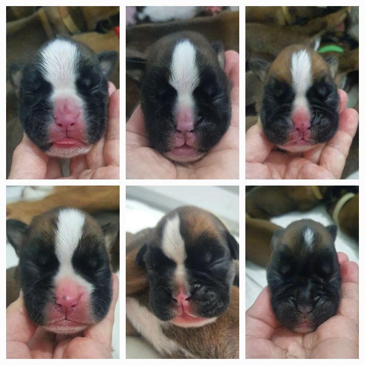 des vents de mer - Chiots disponibles - Boxer