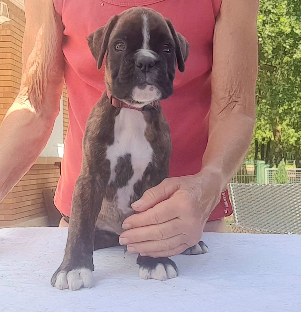 des vents de mer - Chiots disponibles - Boxer