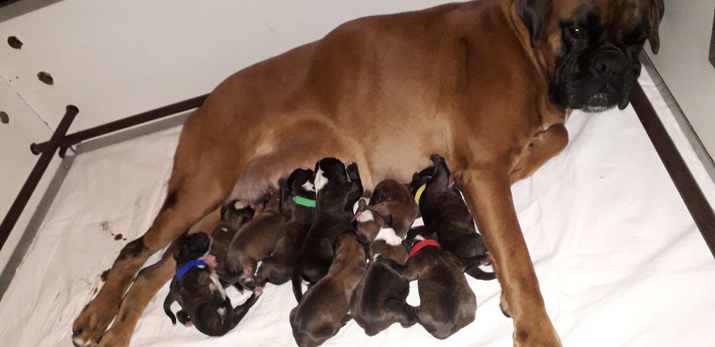 Chiot Boxer des vents de mer