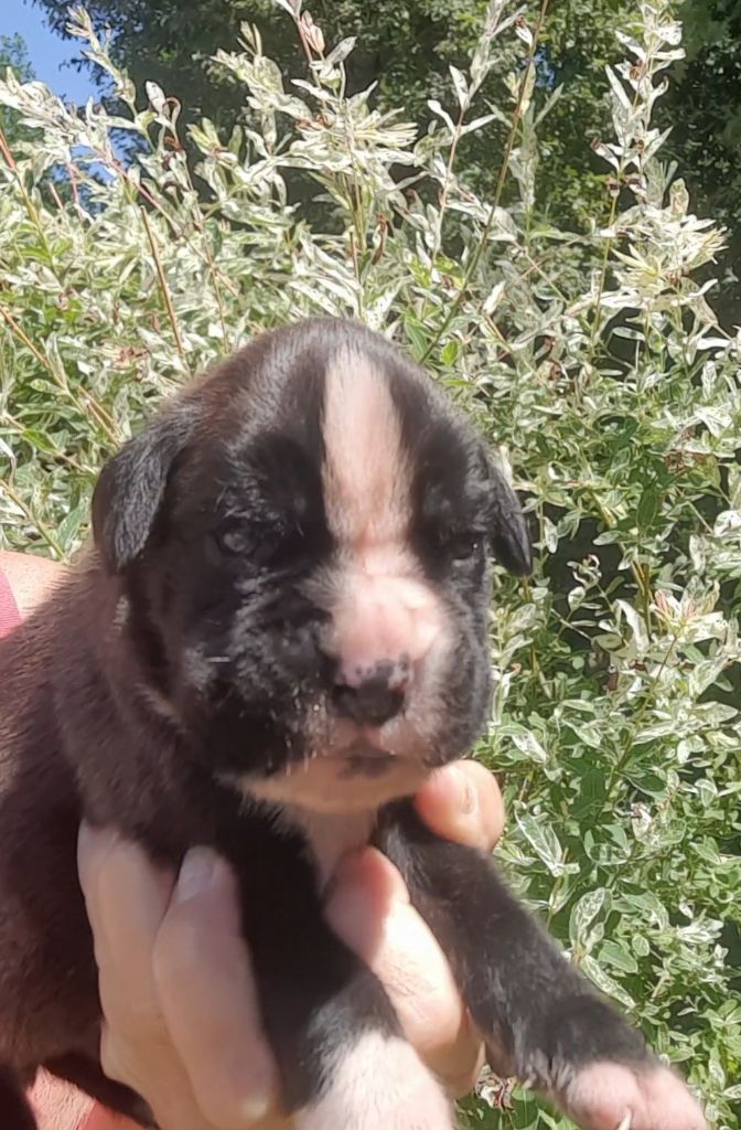 des vents de mer - Chiots disponibles - Boxer