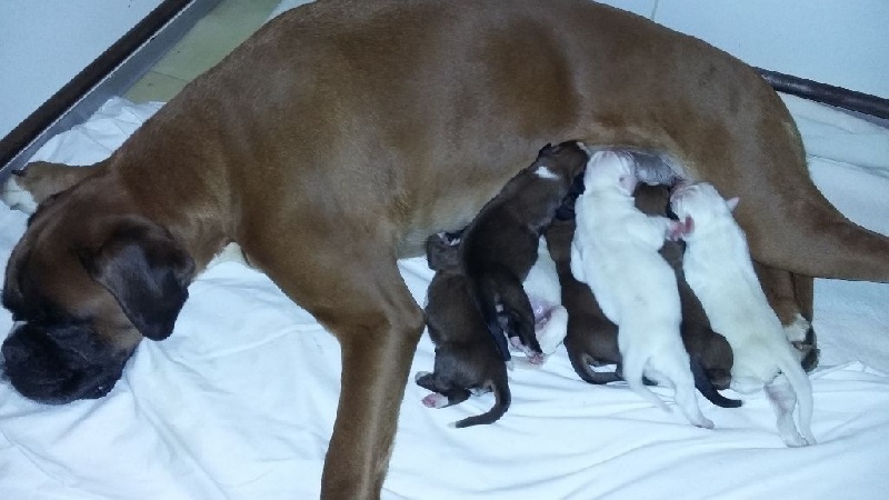 Chiot Boxer des vents de mer