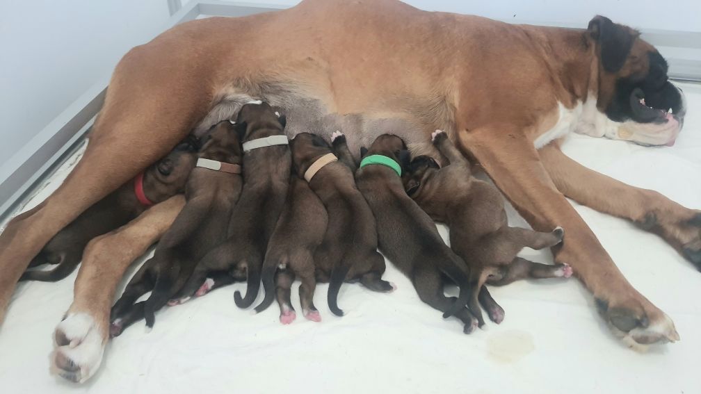Chiot Boxer des vents de mer