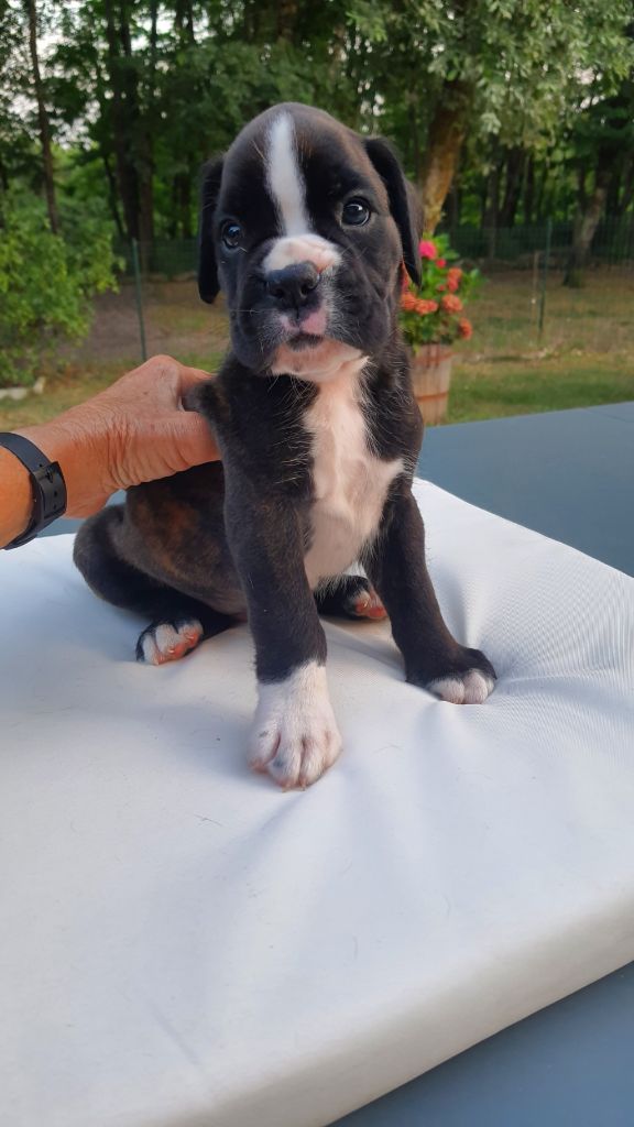 des vents de mer - Chiots disponibles - Boxer